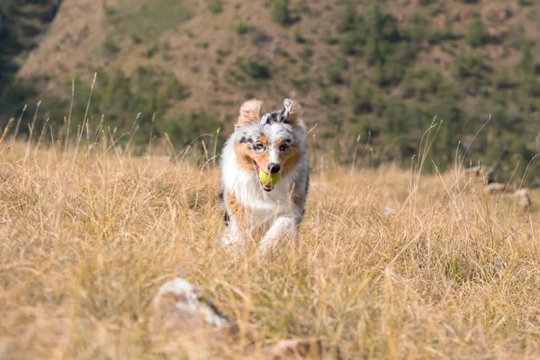 Blue Merle Australian Shepherd Dog Running Meadow Tennis Ball His — Stock Photo, Image