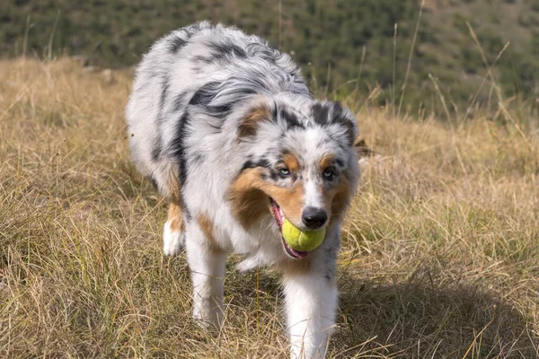 ブルー メルル オーストラリアの羊飼いの犬が草原を走り — ストック写真