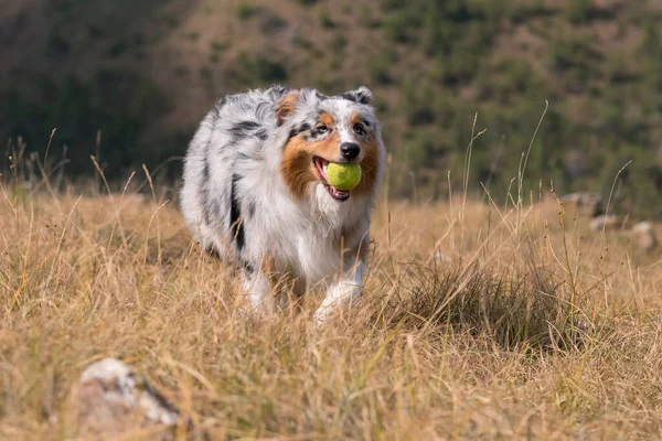 Azul Merle Perro Pastor Australiano Corriendo Prado Con Una Pelota — Foto de Stock