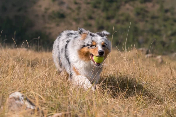 澳大利亚牧羊犬在皮埃蒙特的草地上奔跑 嘴里衔着网球 — 图库照片