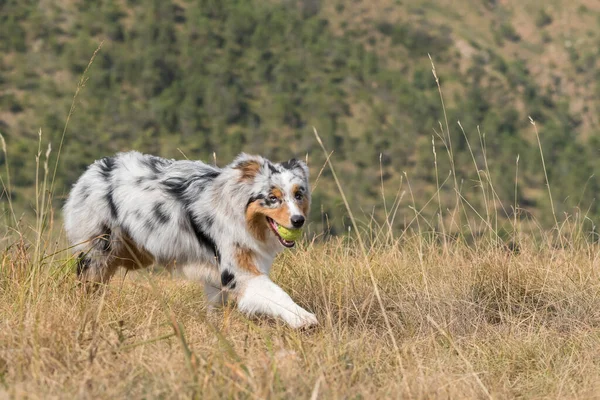 Piedmont Ağzında Tenis Topuyla Çayırda Koşan Mavi Merle Avusturalya Çoban — Stok fotoğraf