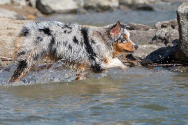 Mavi merle Avustralyalı çoban köpeği İtalya, Piedmont 'taki Ceresole Reale gölünün kıyısında koşar.
