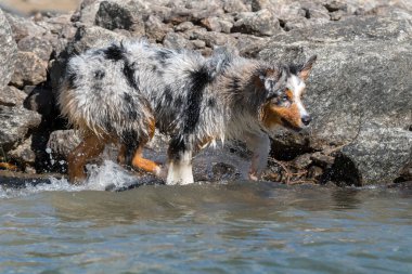 Mavi merle Avustralyalı çoban köpeği İtalya, Piedmont 'taki Ceresole Reale gölünün kıyısında koşar.