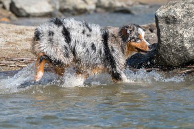 Mavi merle Avustralyalı çoban köpeği İtalya, Piedmont 'taki Ceresole Reale gölünün kıyısında koşar.