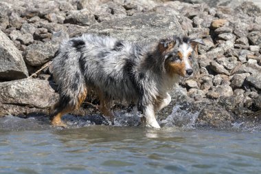 Mavi merle Avustralyalı çoban köpeği İtalya, Piedmont 'taki Ceresole Reale gölünün kıyısında koşar.