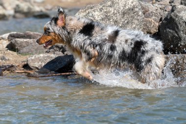 Mavi merle Avustralyalı çoban köpeği İtalya, Piedmont 'taki Ceresole Reale gölünün kıyısında koşar.