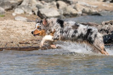 Mavi merle Avustralyalı çoban köpeği İtalya, Piedmont 'taki Ceresole Reale gölünün kıyısında koşar.