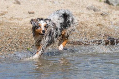 Mavi merle Avustralyalı çoban köpeği İtalya, Piedmont 'taki Ceresole Reale gölünün kıyısında koşar.