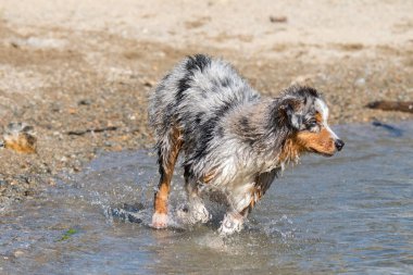 Mavi merle Avustralyalı çoban köpeği İtalya, Piedmont 'taki Ceresole Reale gölünün kıyısında koşar.