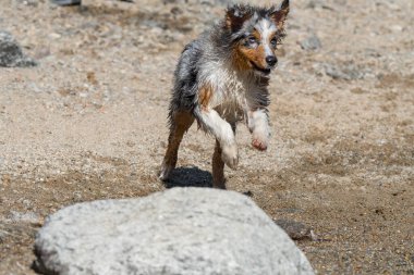 Mavi merle Avustralyalı çoban köpeği İtalya, Piedmont 'taki Ceresole Reale gölünün kıyısında koşar.