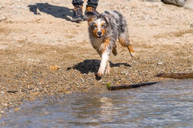 Mavi merle Avustralyalı çoban köpeği İtalya, Piedmont 'taki Ceresole Reale gölünün kıyısında koşar.