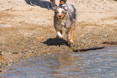 Mavi merle Avustralyalı çoban köpeği İtalya, Piedmont 'taki Ceresole Reale gölünün kıyısında koşar.