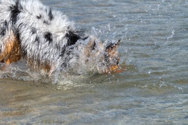 Mavi merle Avustralyalı çoban köpeği İtalya, Piedmont 'taki Ceresole Reale gölünün kıyısında koşar.