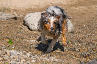 Mavi merle Avustralyalı çoban köpeği İtalya, Piedmont 'taki Ceresole Reale gölünün kıyısında koşar.