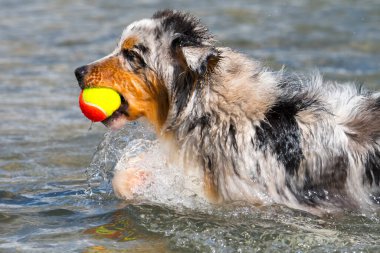Mavi merle Avustralyalı çoban köpeği İtalya, Piedmont 'taki Ceresole Reale gölünün kıyısında koşar.