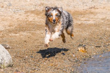 Mavi merle Avustralyalı çoban köpeği İtalya, Piedmont 'taki Ceresole Reale gölünün kıyısında koşar.