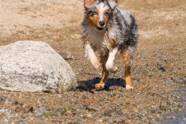 Mavi merle Avustralyalı çoban köpeği İtalya, Piedmont 'taki Ceresole Reale gölünün kıyısında koşar.