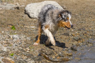 Mavi merle Avustralyalı çoban köpeği İtalya, Piedmont 'taki Ceresole Reale gölünün kıyısında koşar.