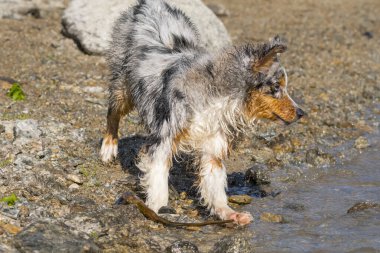 Mavi merle Avustralyalı çoban köpeği İtalya, Piedmont 'taki Ceresole Reale gölünün kıyısında koşar.