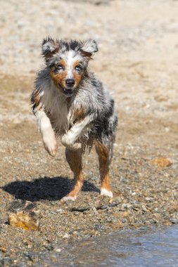 Mavi merle Avustralyalı çoban köpeği İtalya, Piedmont 'taki Ceresole Reale gölünün kıyısında koşar.