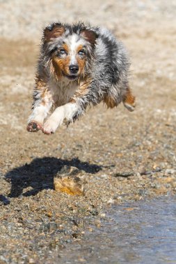 Mavi merle Avustralyalı çoban köpeği İtalya, Piedmont 'taki Ceresole Reale gölünün kıyısında koşar.