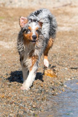Mavi merle Avustralyalı çoban köpeği İtalya, Piedmont 'taki Ceresole Reale gölünün kıyısında koşar.