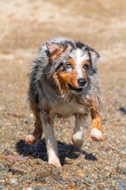 Mavi merle Avustralyalı çoban köpeği İtalya, Piedmont 'taki Ceresole Reale gölünün kıyısında koşar.