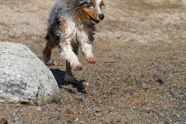 Perro Pastor Australiano Merle Azul Corre Orilla Del Lago Ceresole —  Fotos de Stock