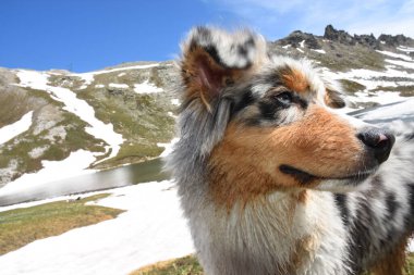 Piedmont, İtalya 'da Colle del Nivolet' teki çayırda mavi merle Avustralya çoban köpeği.