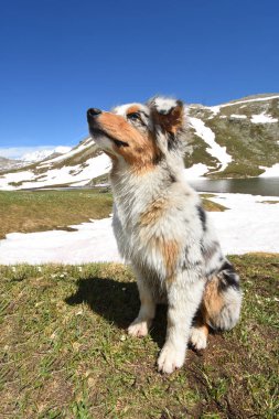 Piedmont, İtalya 'da Colle del Nivolet' teki çayırda mavi merle Avustralya çoban köpeği.