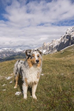 Mavi merle Avustralyalı çoban köpeği İtalya 'daki Trentino Alto Adige' de Sella geçidinde koşuyor.