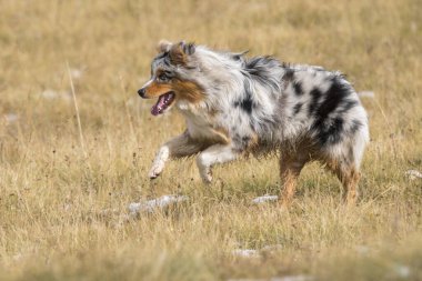Mavi merle Avustralyalı çoban köpeği İtalya 'daki Trentino Alto Adige' de Sella geçidinde koşuyor.