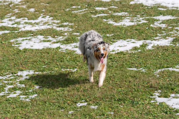 Modrý Merle Australský Ovčácký Pes Běží Louce Sella Pass Trentino — Stock fotografie