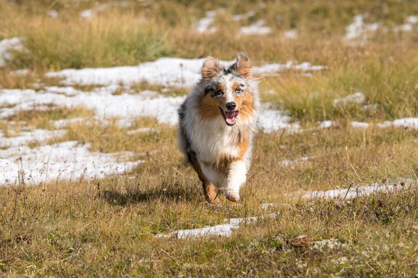 Modrý Merle Australský Ovčácký Pes Běží Louce Sella Pass Trentino — Stock fotografie