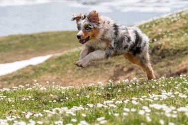 Mavi merle Avustralya çoban köpeği Piedmont, İtalya 'da Colle del Nivolet' te çayırda koşar ve atlar.