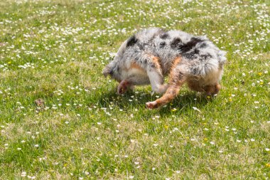 Mavi merle Avustralya çoban köpeği Piedmont, İtalya 'da Colle del Nivolet' te çayırda koşar ve atlar.