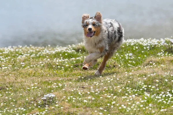 Modrý Merle Australský Ovčák Běží Skočit Louku Colle Del Nivolet — Stock fotografie