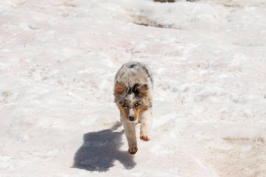 Mavi merle Avustralya çoban köpeği İtalya 'da Piedmont' ta Colle del Nivolet 'te karda koşar ve zıplar.