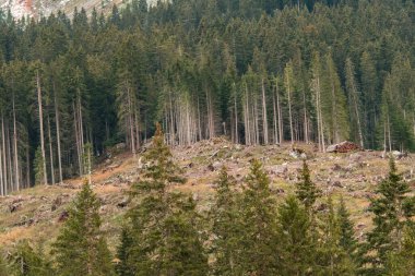 İtalya 'da Trentino Alto Adige' de Carezza Gölü 'nde gün batımı