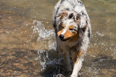 Mavi merle Avustralyalı çoban köpeği İtalya, Piedmont 'taki Ceresole Reale gölünün kıyısında koşar.