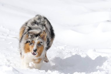 Mavi merle Avustralyalı çoban köpeği İtalya 'da Trentino Alto Adige' de Sass Pordoi 'de karda koşuyor.