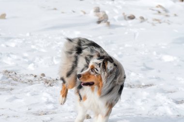 Mavi merle Avustralyalı çoban köpeği İtalya 'da Trentino Alto Adige' de Sass Pordoi 'de karda koşuyor.
