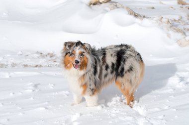 Mavi merle Avustralyalı çoban köpeği İtalya 'da Trentino Alto Adige' de Sass Pordoi 'de karda koşuyor.