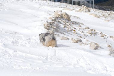 İtalya 'da Trentino Alto Adige' de Sass Pordoi Panorama