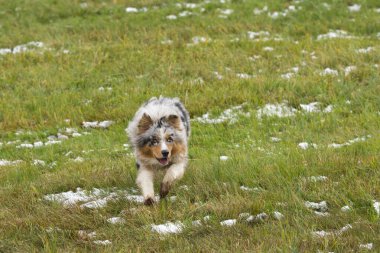 Mavi merle Avustralyalı çoban köpeği İtalya 'da Trentino Alto Adige' de karda koşar.