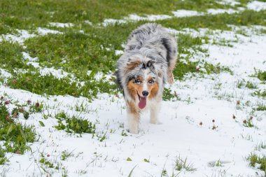 Mavi merle Avustralyalı çoban köpeği İtalya 'da Trentino Alto Adige' de karda koşar.