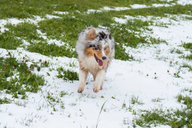 Mavi merle Avustralyalı çoban köpeği İtalya 'da Trentino Alto Adige' de karda koşar.