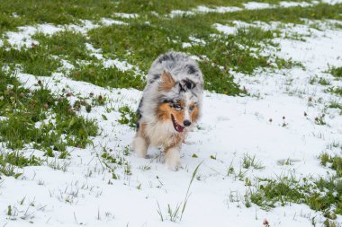 Mavi merle Avustralyalı çoban köpeği İtalya 'da Trentino Alto Adige' de karda koşar.