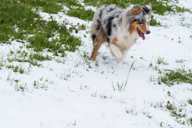 Mavi merle Avustralyalı çoban köpeği İtalya 'da Trentino Alto Adige' de karda koşar.