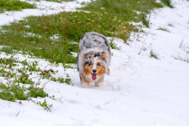Mavi merle Avustralyalı çoban köpeği İtalya 'da Trentino Alto Adige' de karda koşar.